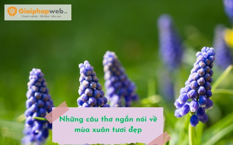 Những câu thơ ngắn nói về mùa xuân