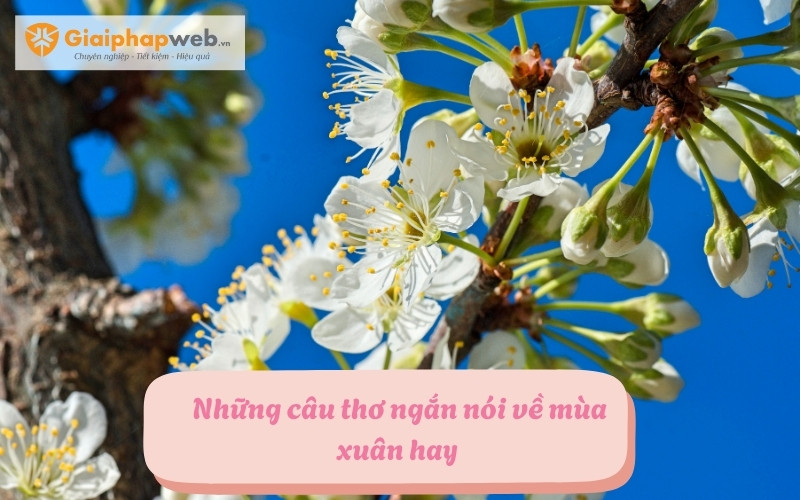 Những câu thơ ngắn nói về mùa xuân
