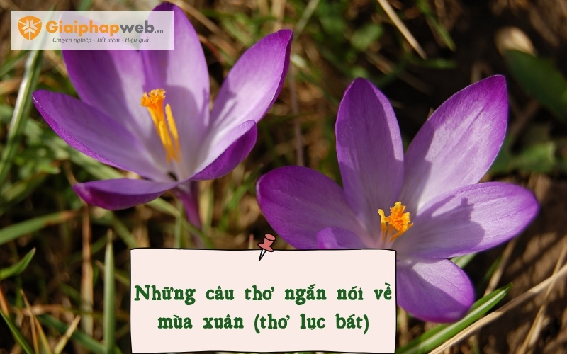 Những câu thơ ngắn nói về mùa xuân